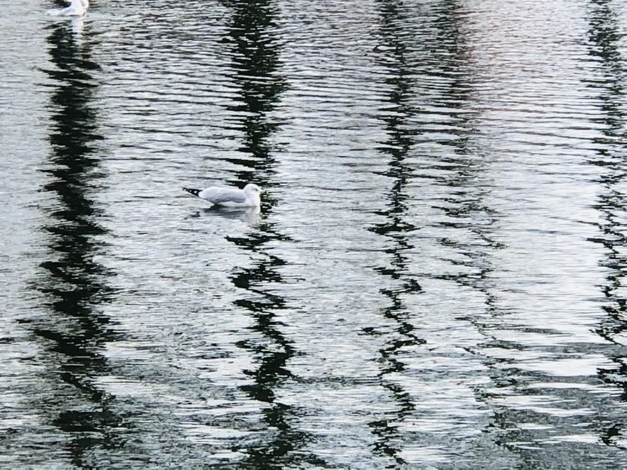 IMG_8738.jpg?type=w966