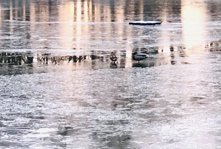 IMG_1914.jpg?type=w966