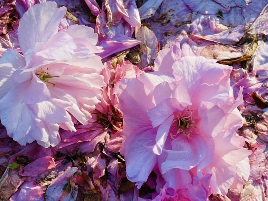 IMG_5929.jpg?type=w966