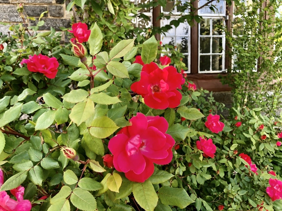 IMG_7322.jpg?type=w966