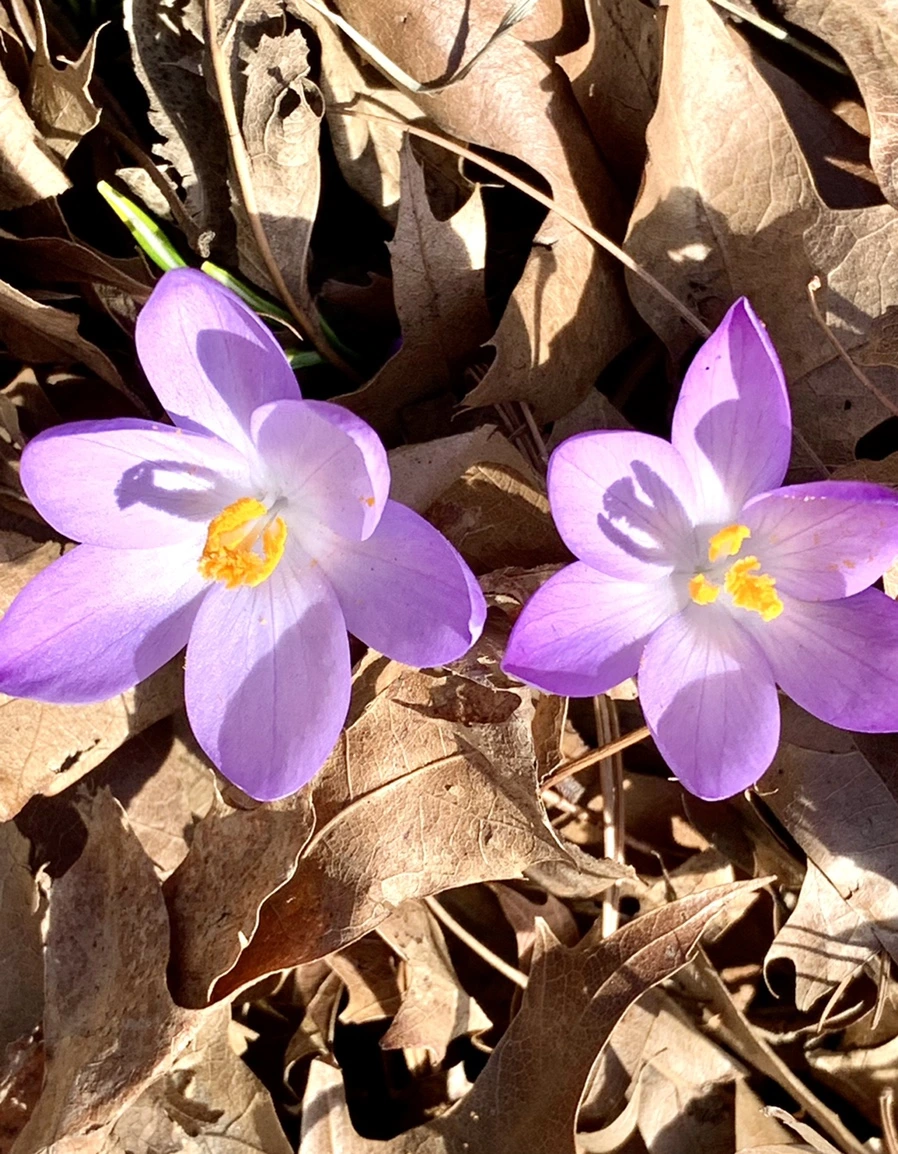 IMG_9627.jpg?type=w966