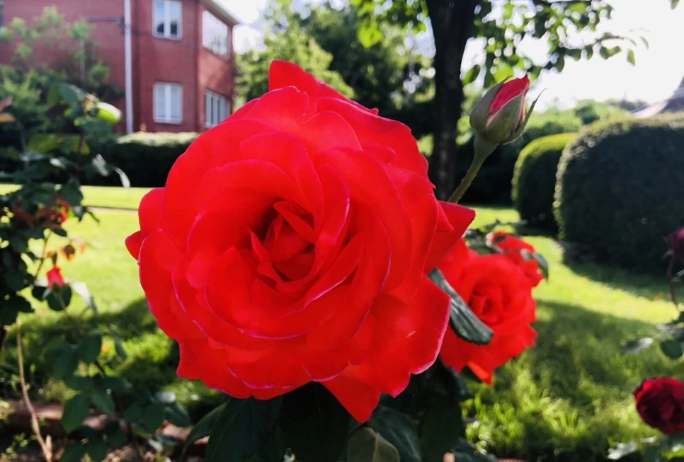 IMG_5742.jpg?type=w966