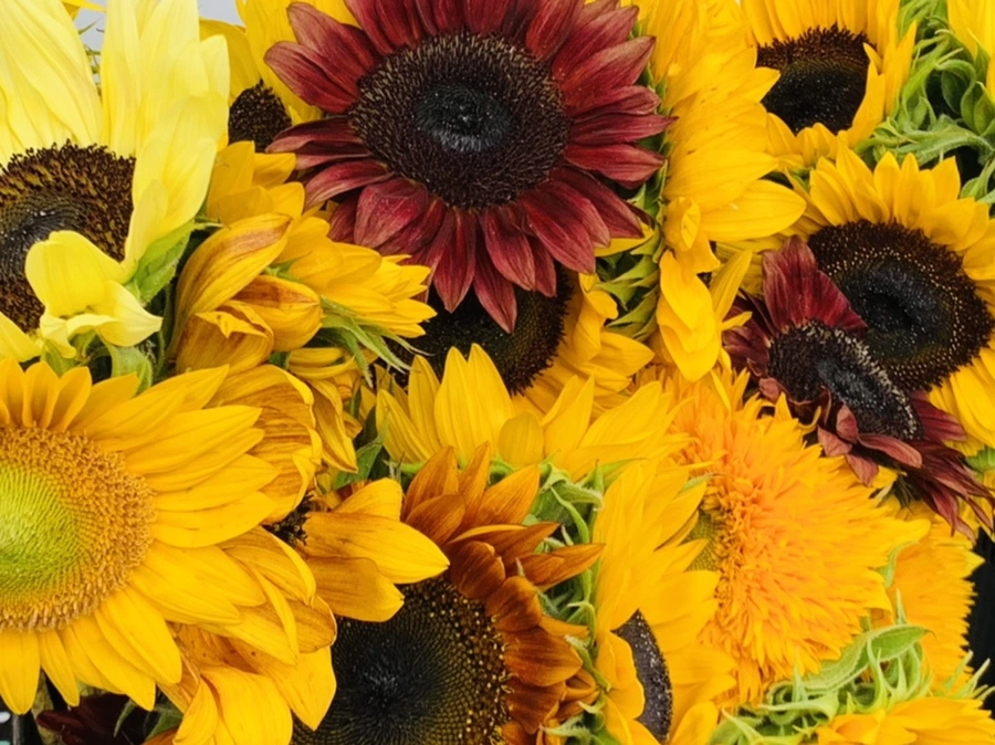 IMG_6612.jpg?type=w966