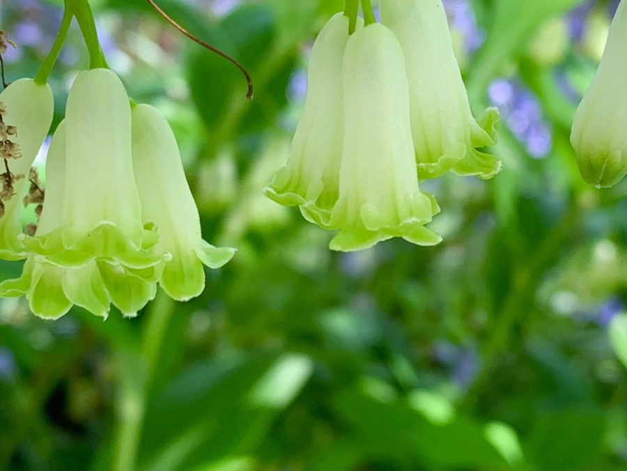 IMG_1155.jpg?type=w966