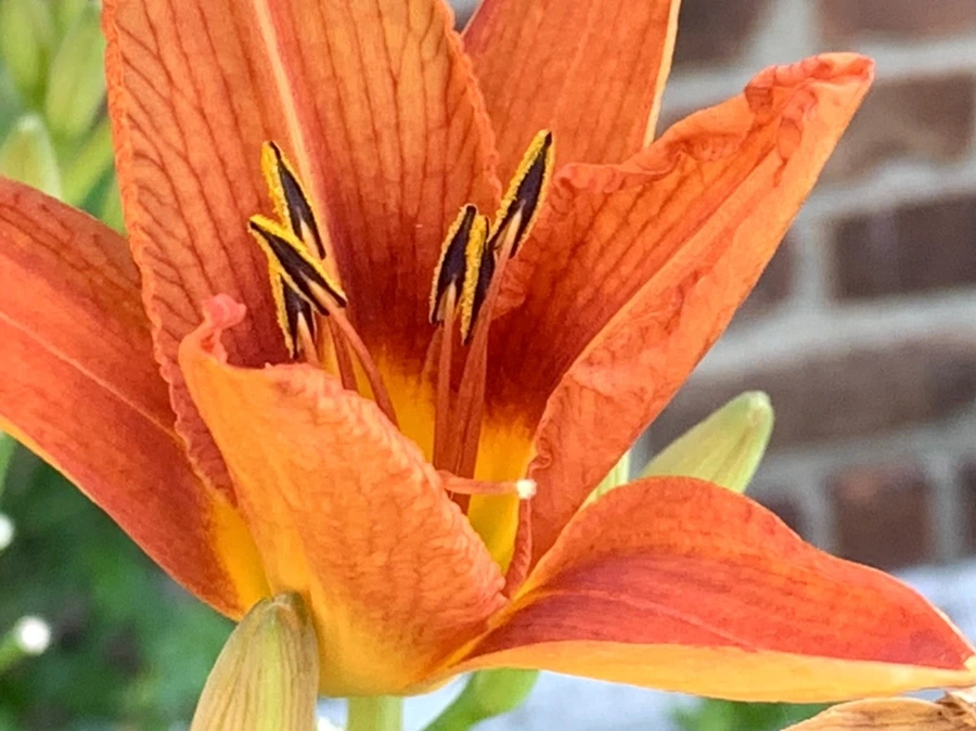 IMG_4871.jpg?type=w966