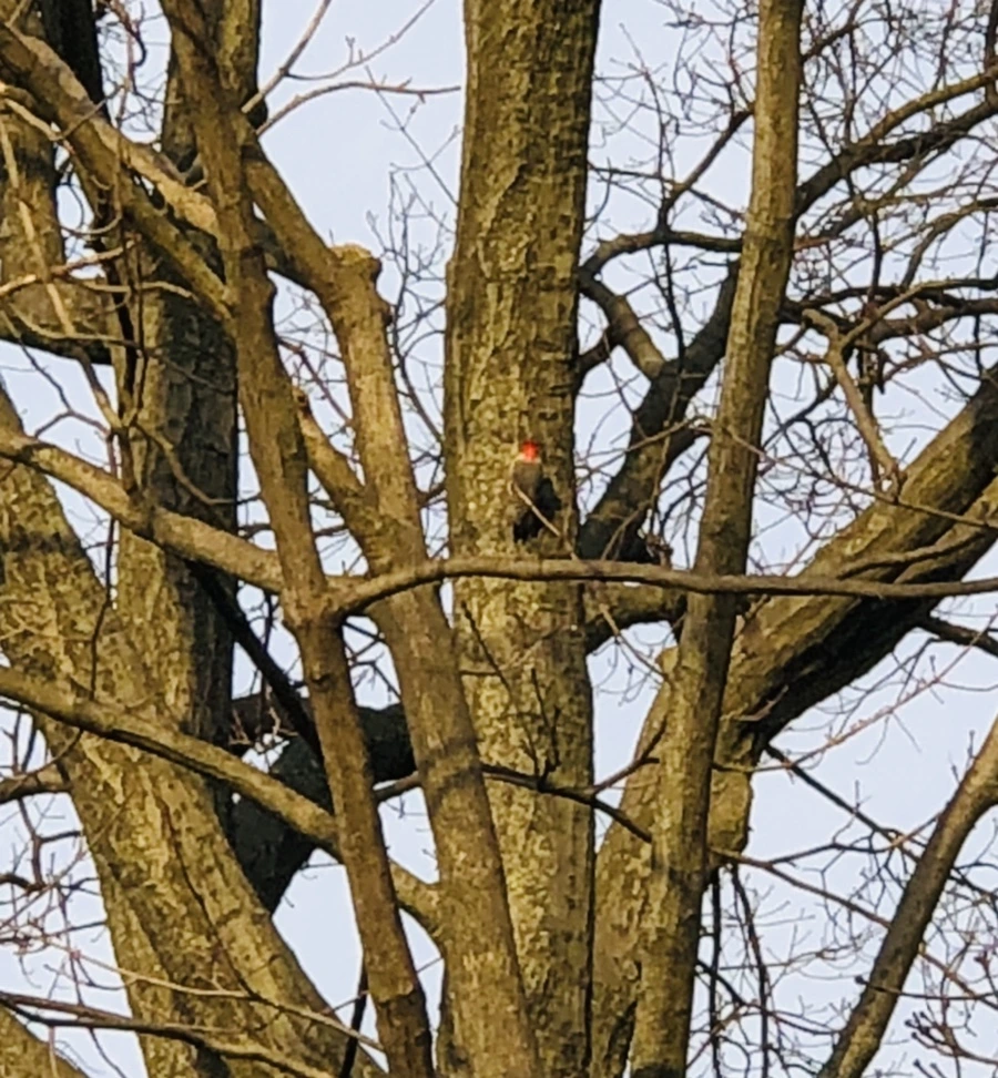 IMG_4655.jpg?type=w966