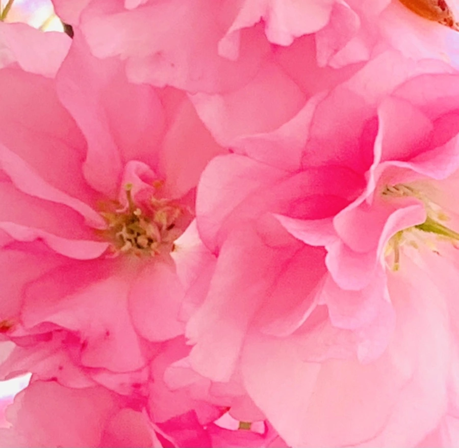 IMG_5504.jpg?type=w966