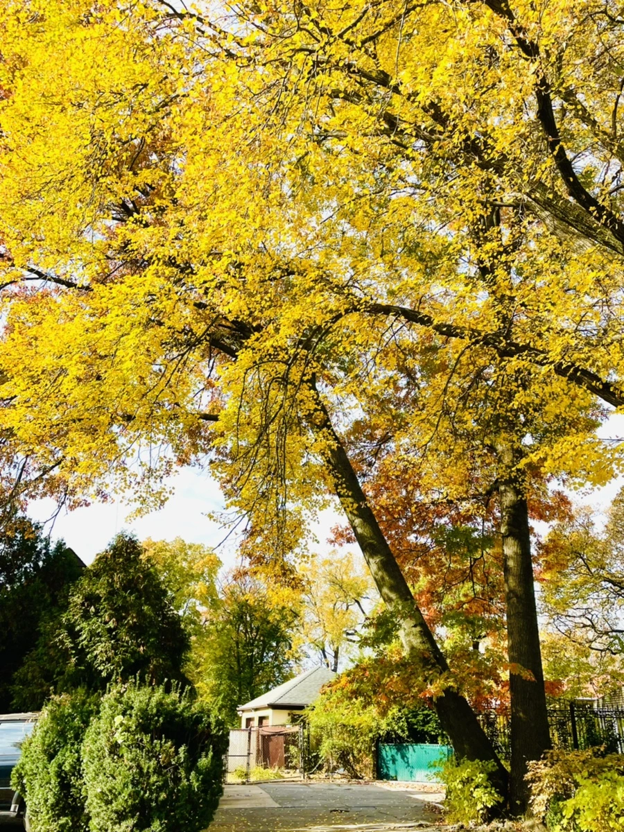 IMG_2250.jpg?type=w966