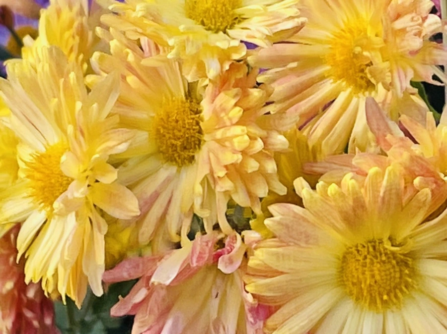 IMG_1158.jpg?type=w966