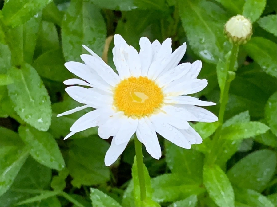 IMG_3491.jpg?type=w966