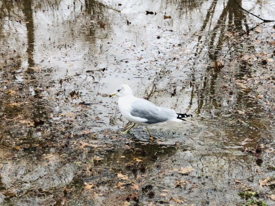 IMG_9376.jpg?type=w966