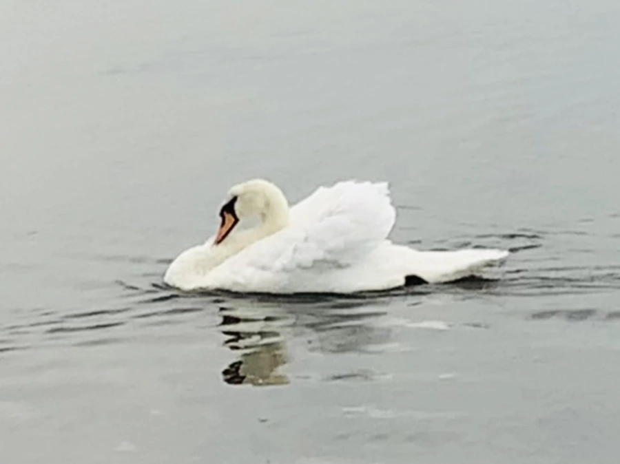 IMG_0340.jpg?type=w966