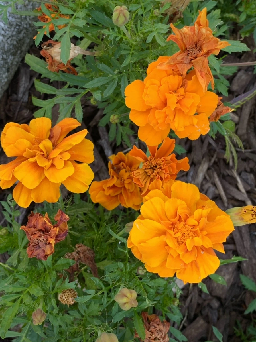 IMG_5229.jpg?type=w966