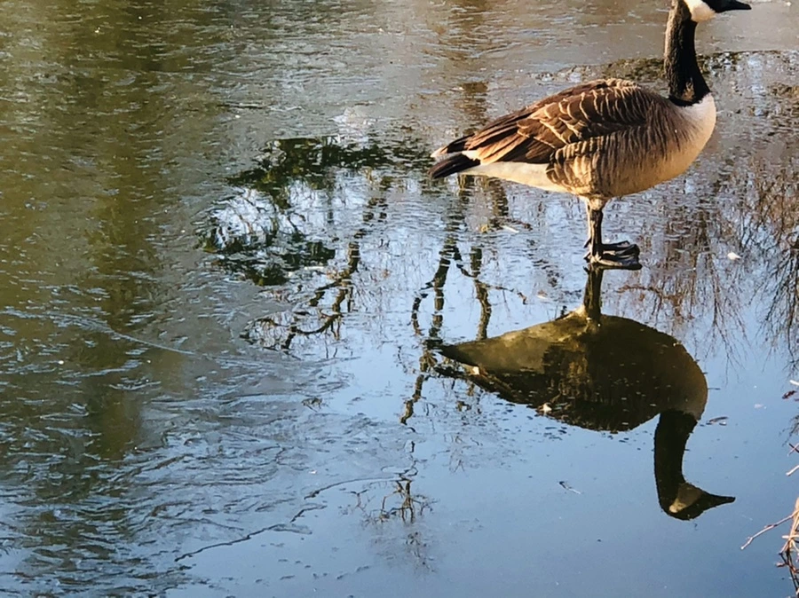 IMG_2251.jpg?type=w966