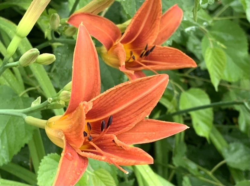 IMG_3604.jpg?type=w966