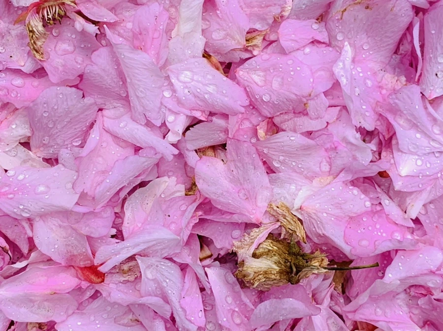 IMG_7279.jpg?type=w966