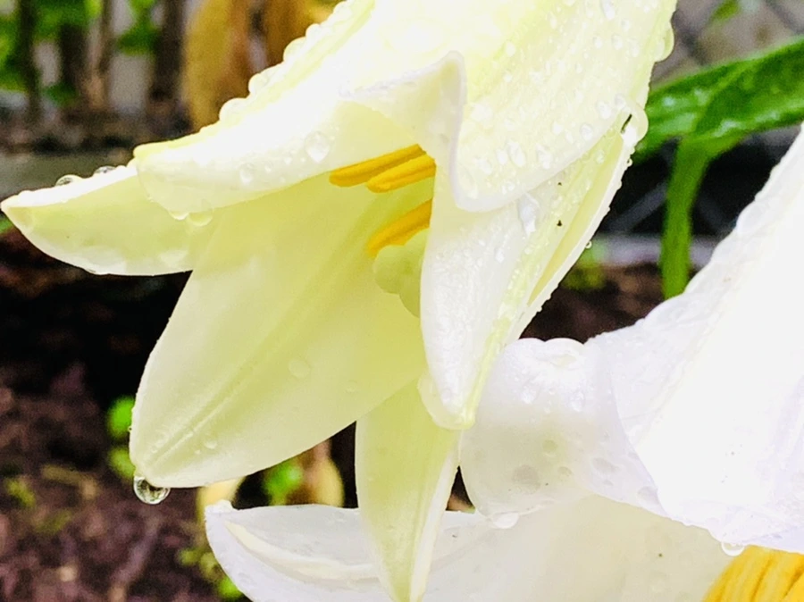 IMG_0107.jpg?type=w966