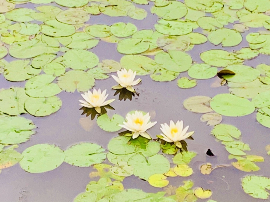 IMG_7150.jpg?type=w966