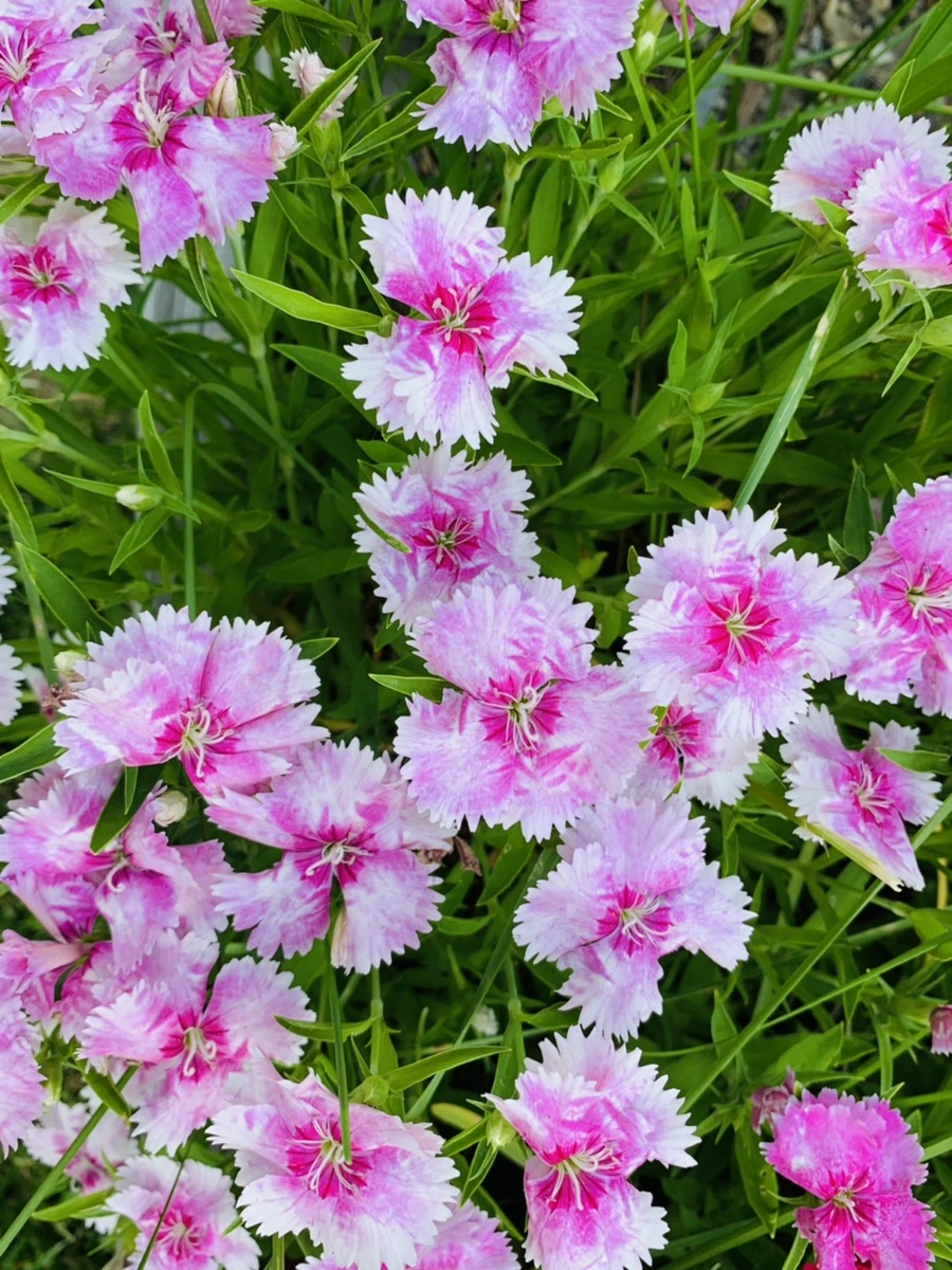 IMG_4047.jpg?type=w966