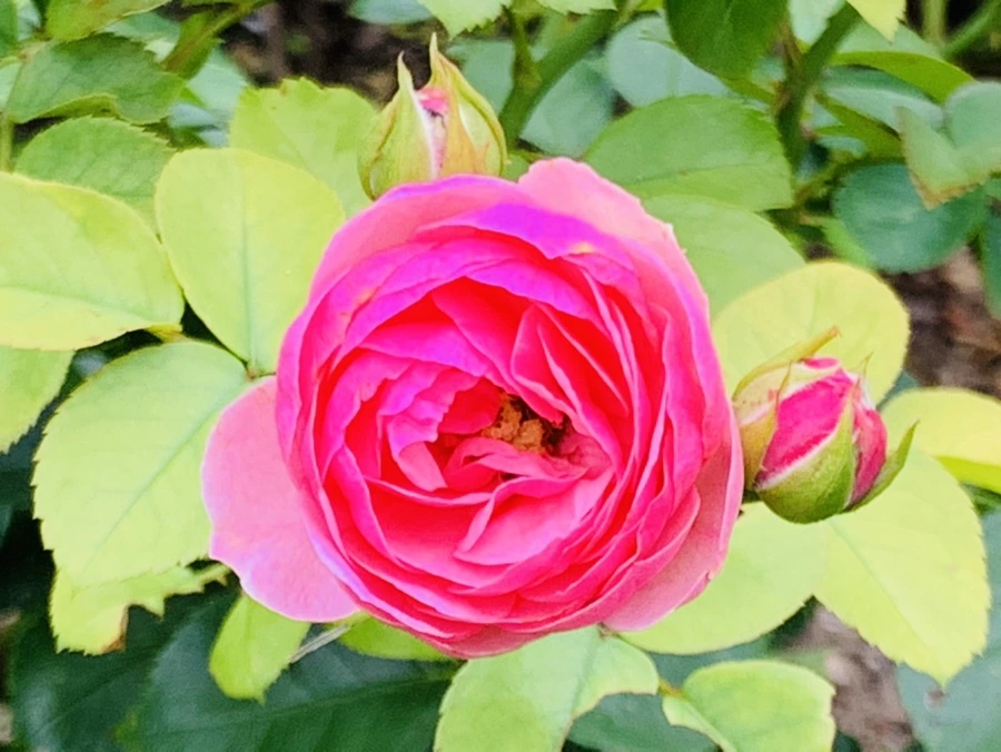 IMG_5073.jpg?type=w966