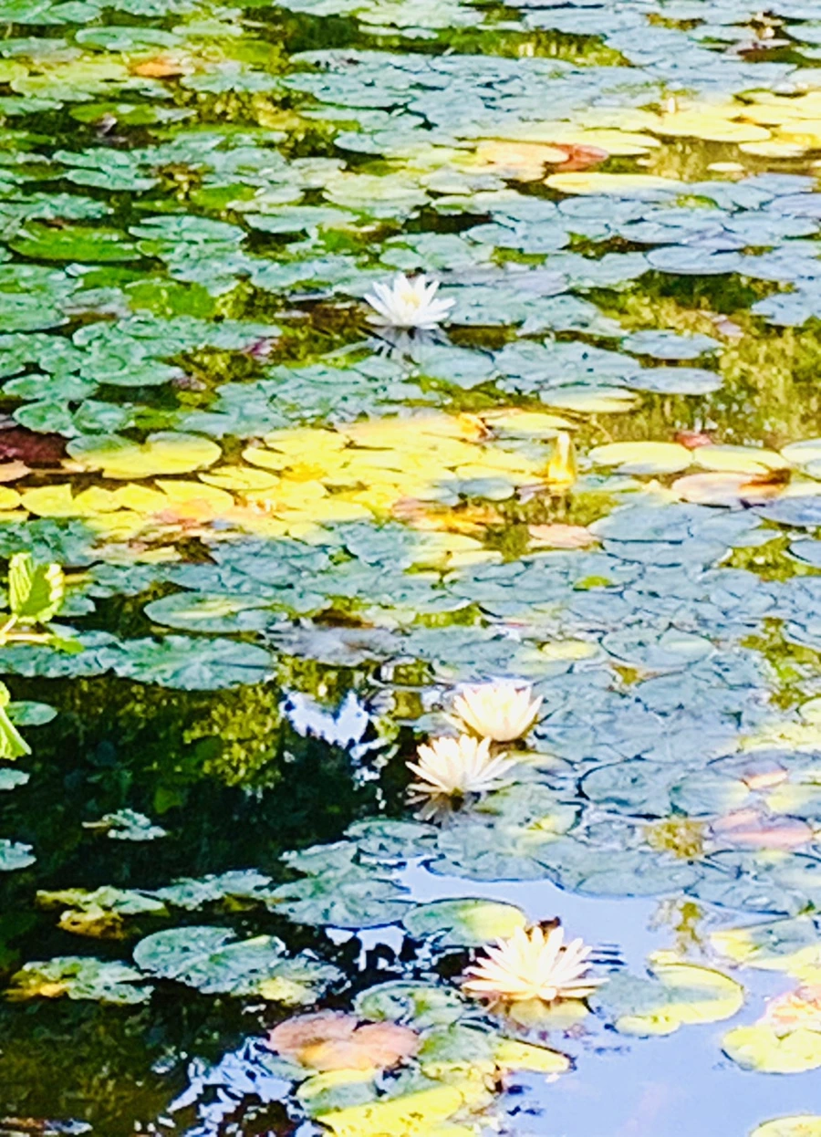 IMG_1897.jpg?type=w966