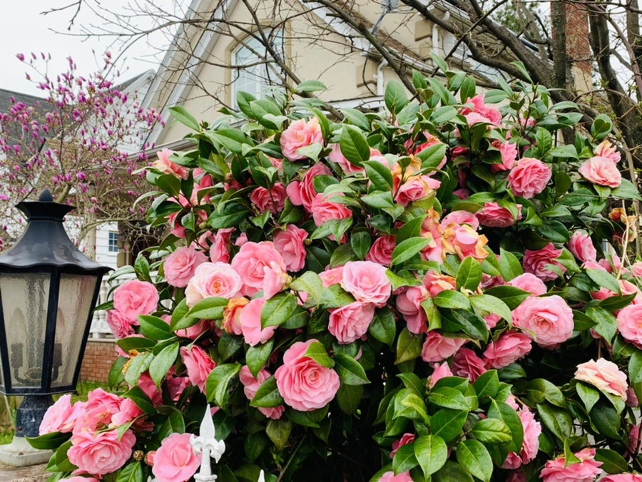 IMG_1408.jpg?type=w966