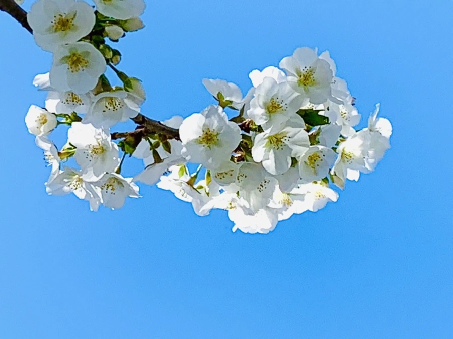 IMG_8420.jpg?type=w966