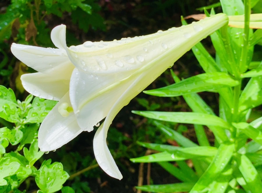 IMG_9606.jpg?type=w966