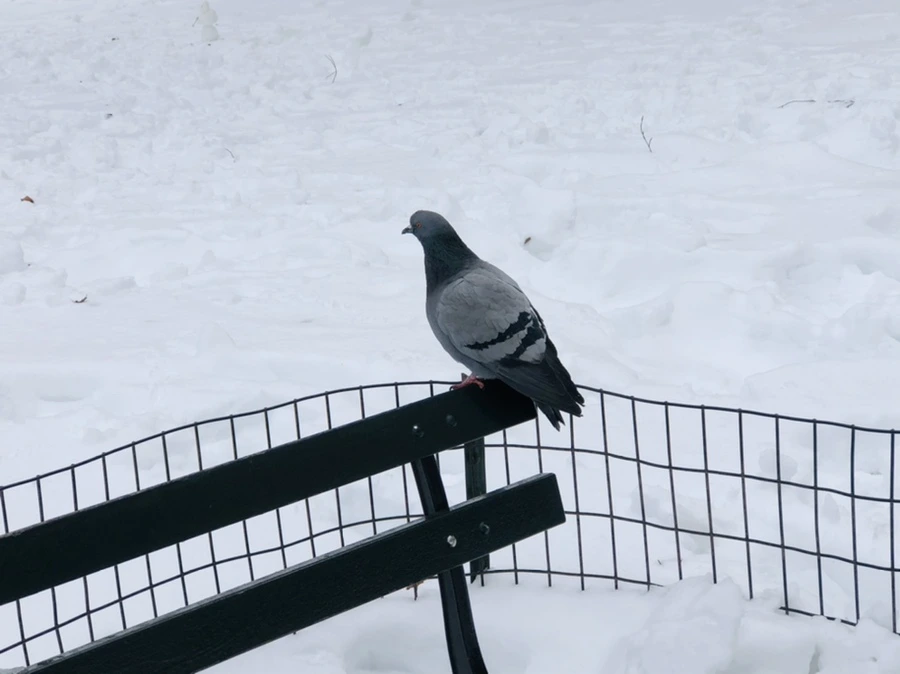 IMG_9124.jpg?type=w966