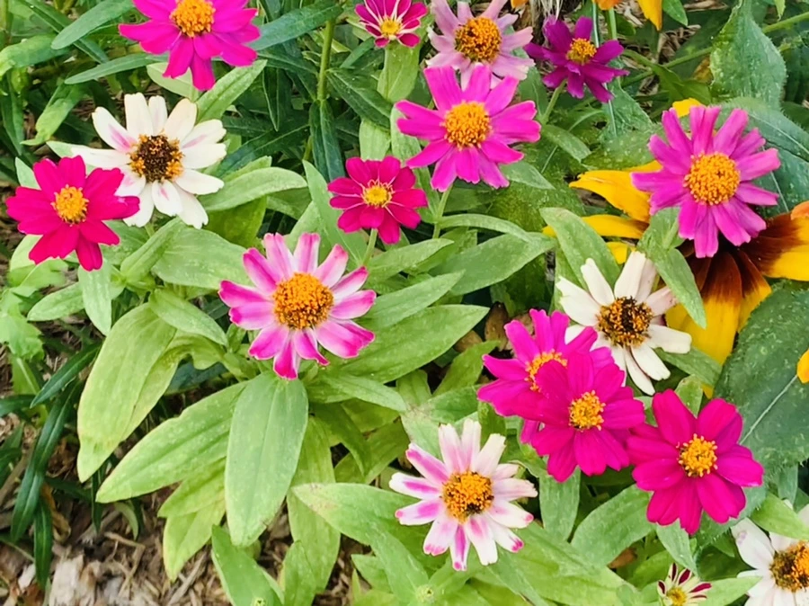 IMG_1247.jpg?type=w966