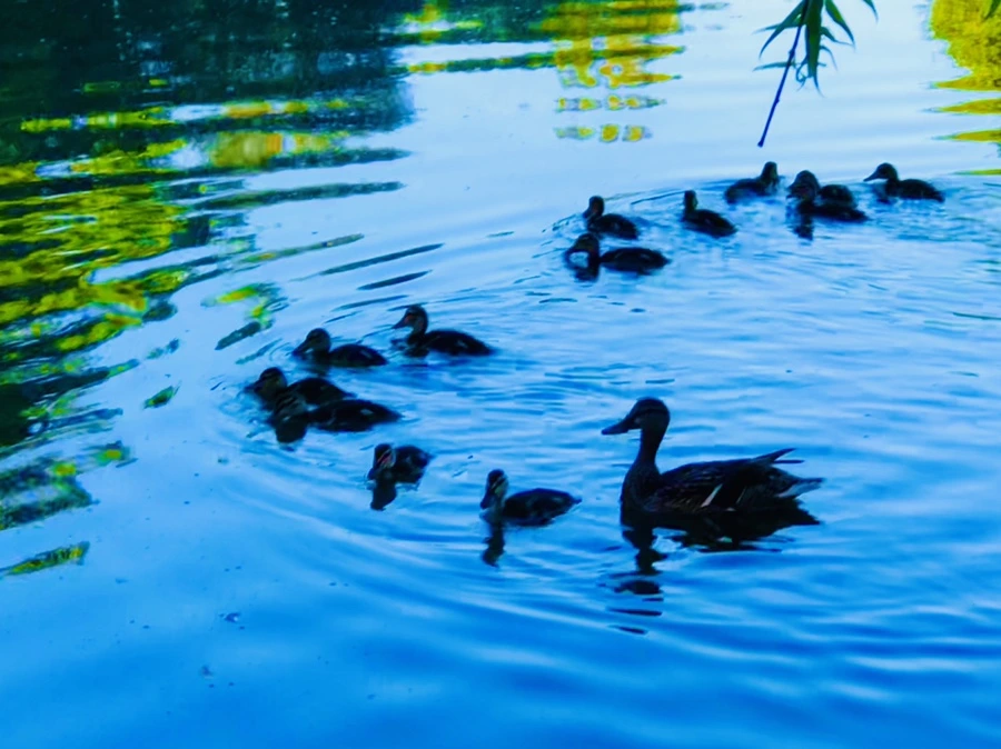 IMG_2581.jpg?type=w966