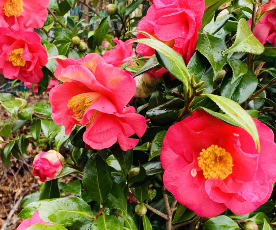 IMG_6251.jpg?type=w966