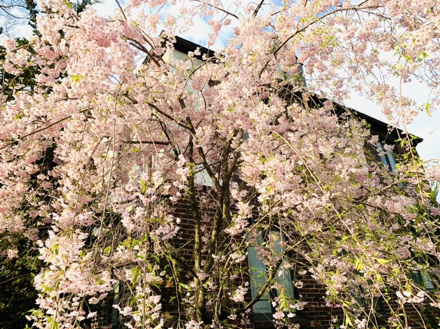 IMG_3802.jpg?type=w966