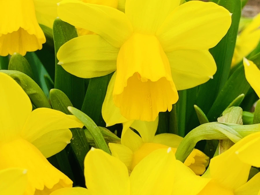 IMG_3225.jpg?type=w966