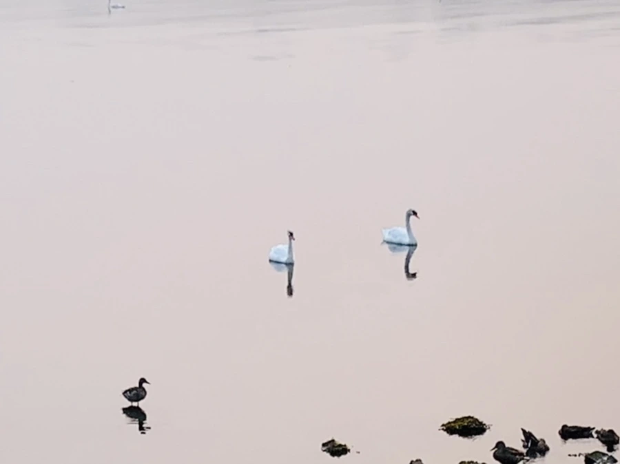 IMG_8391.jpg?type=w966