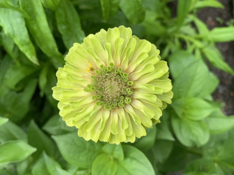 IMG_9550.jpg?type=w966