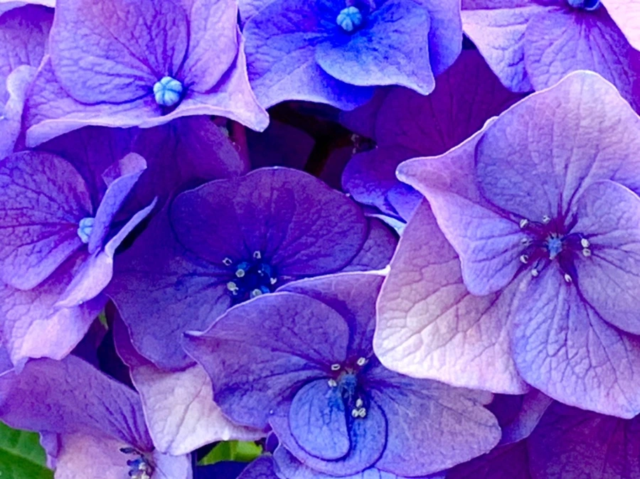 IMG_8776.jpg?type=w966