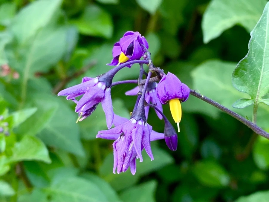 IMG_4644.jpg?type=w966