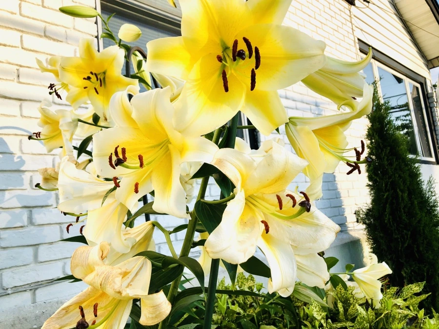 IMG_2472.jpg?type=w966