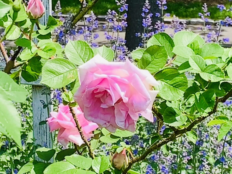 IMG_4253.jpg?type=w966