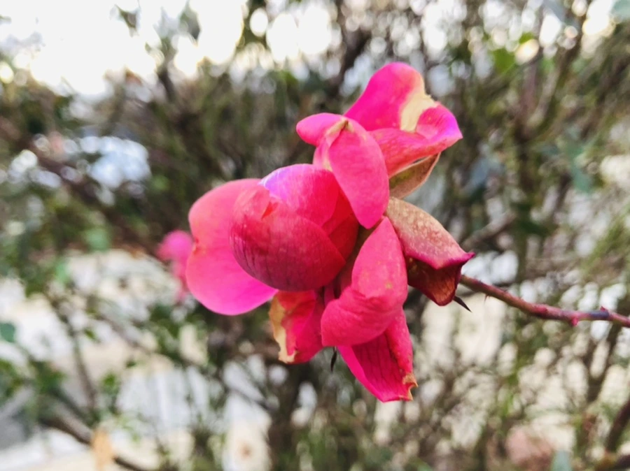 IMG_8204.jpg?type=w966