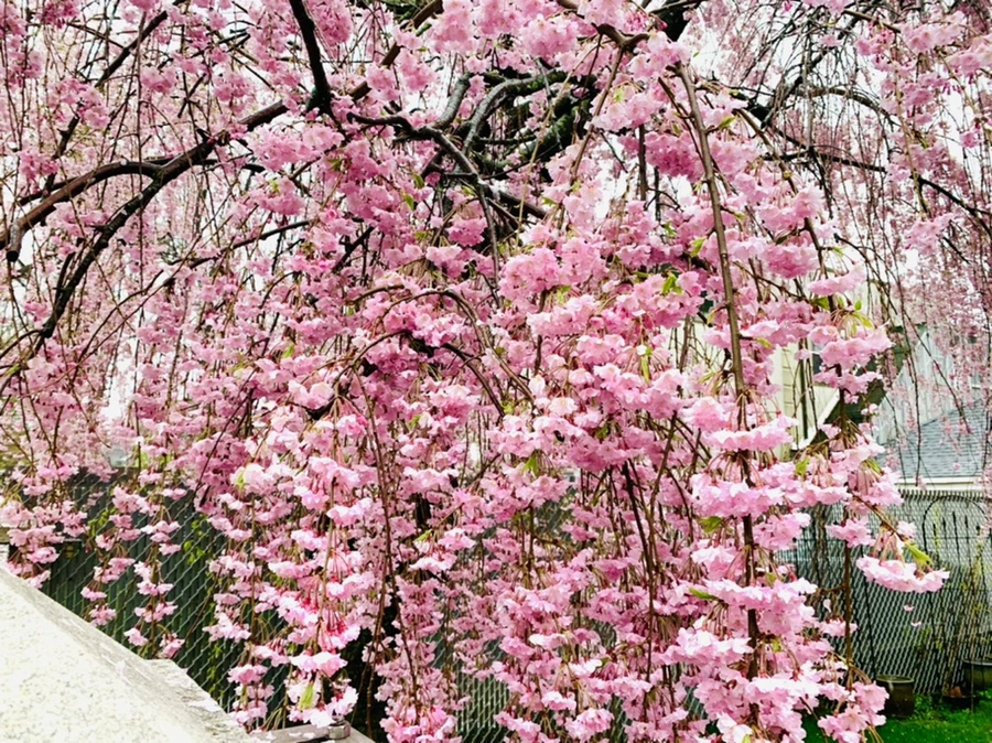 IMG_2280.jpg?type=w966