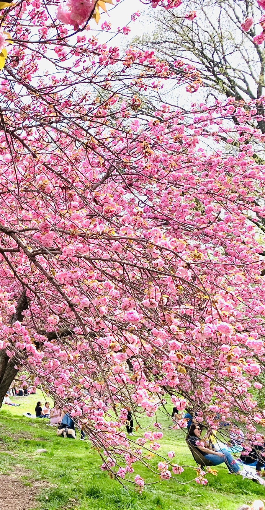 IMG_5197.jpg?type=w966