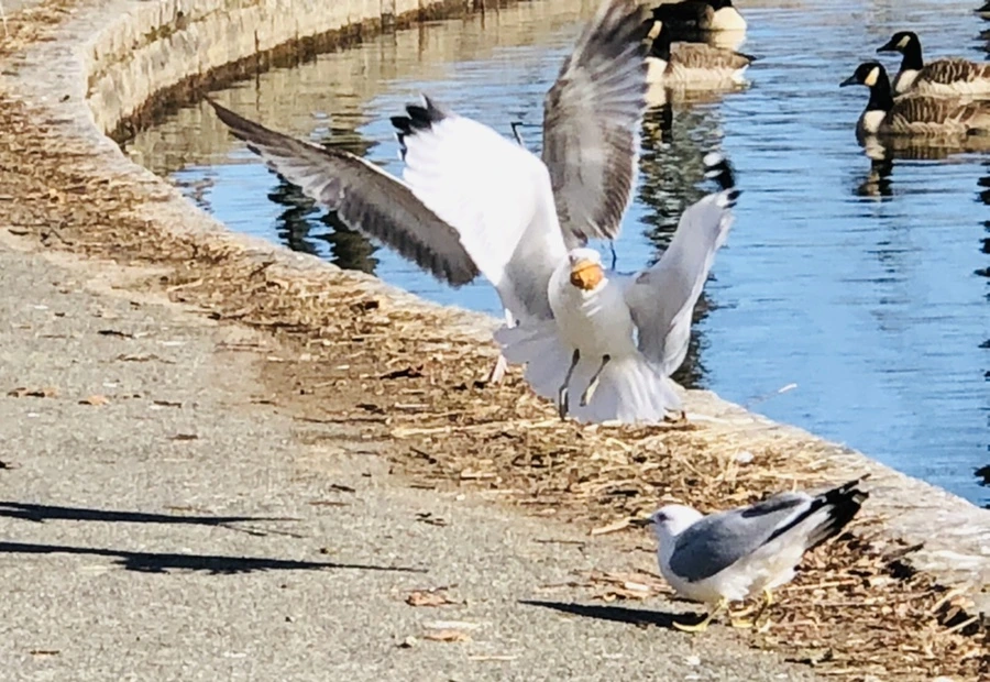 IMG_5575.jpg?type=w966