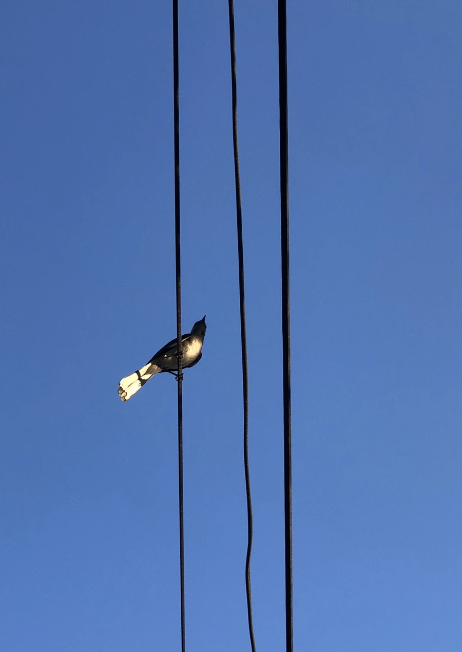 IMG_4672.jpg?type=w966