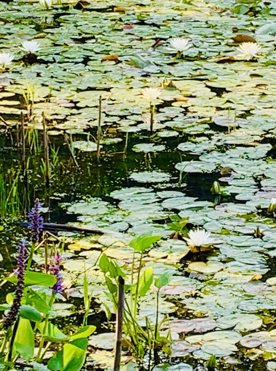 IMG_1959.jpg?type=w966