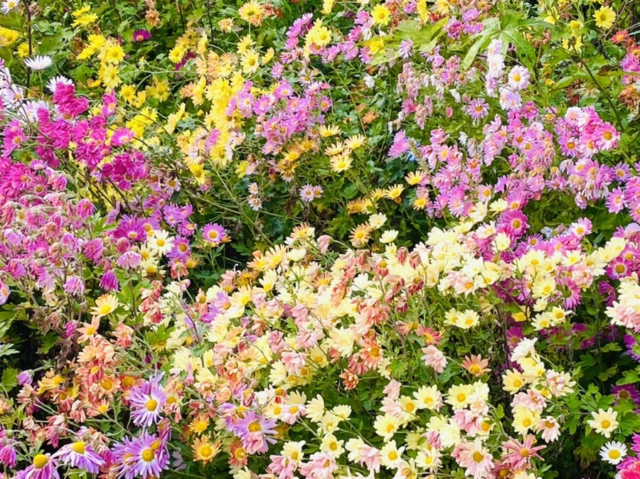 IMG_1217.jpg?type=w966