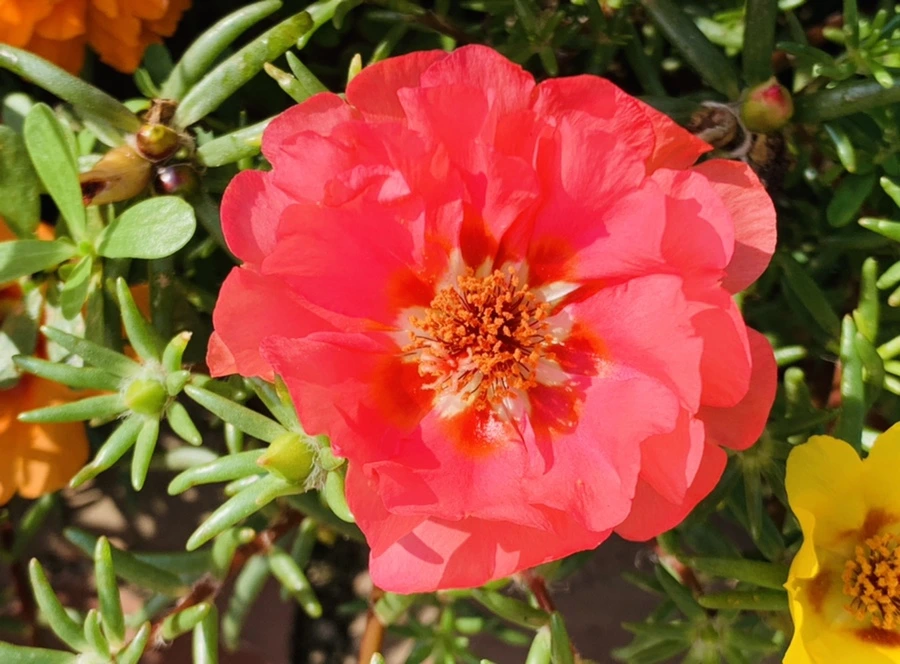 IMG_6684.jpg?type=w966