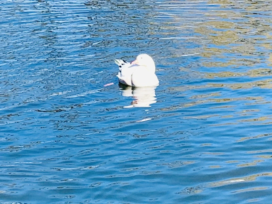 IMG_8933.jpg?type=w966