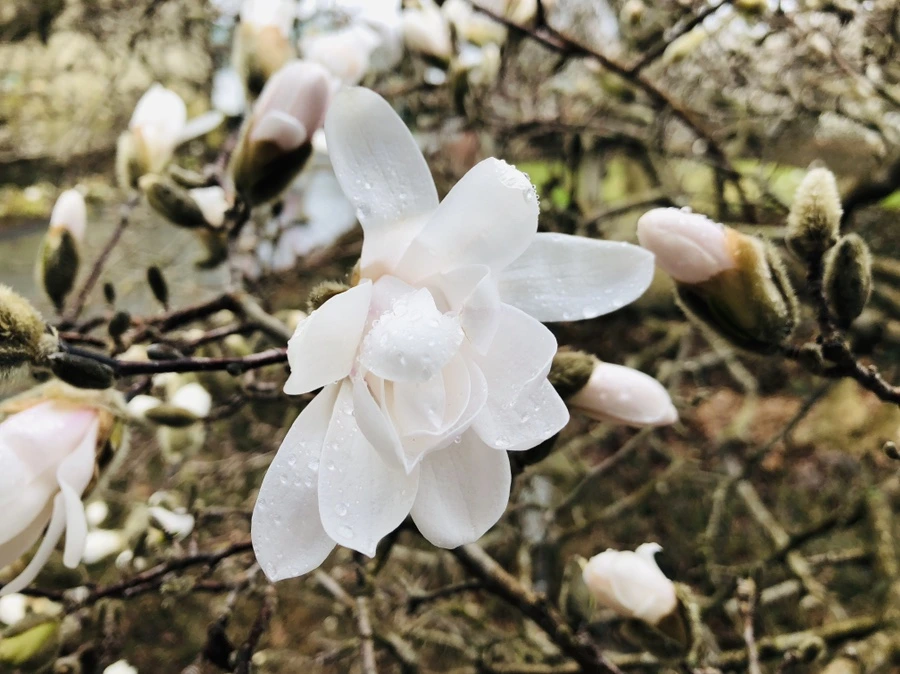 IMG_2337.jpg?type=w966